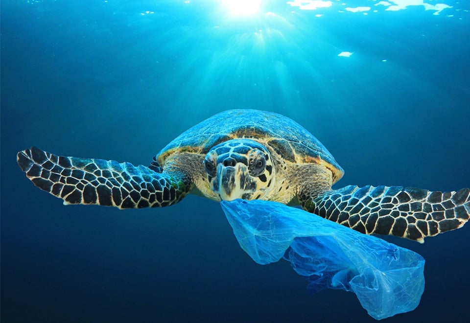 Image showing marine plastic pollution impacting turtles