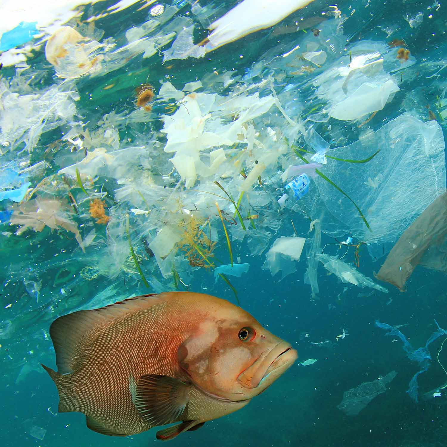Image of fish swimming with plastic in water