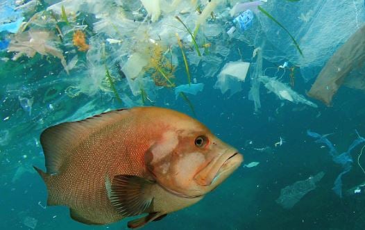 Fish swimming in litter